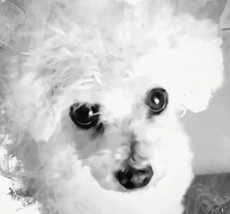 Andachtsbild von Unbekannt