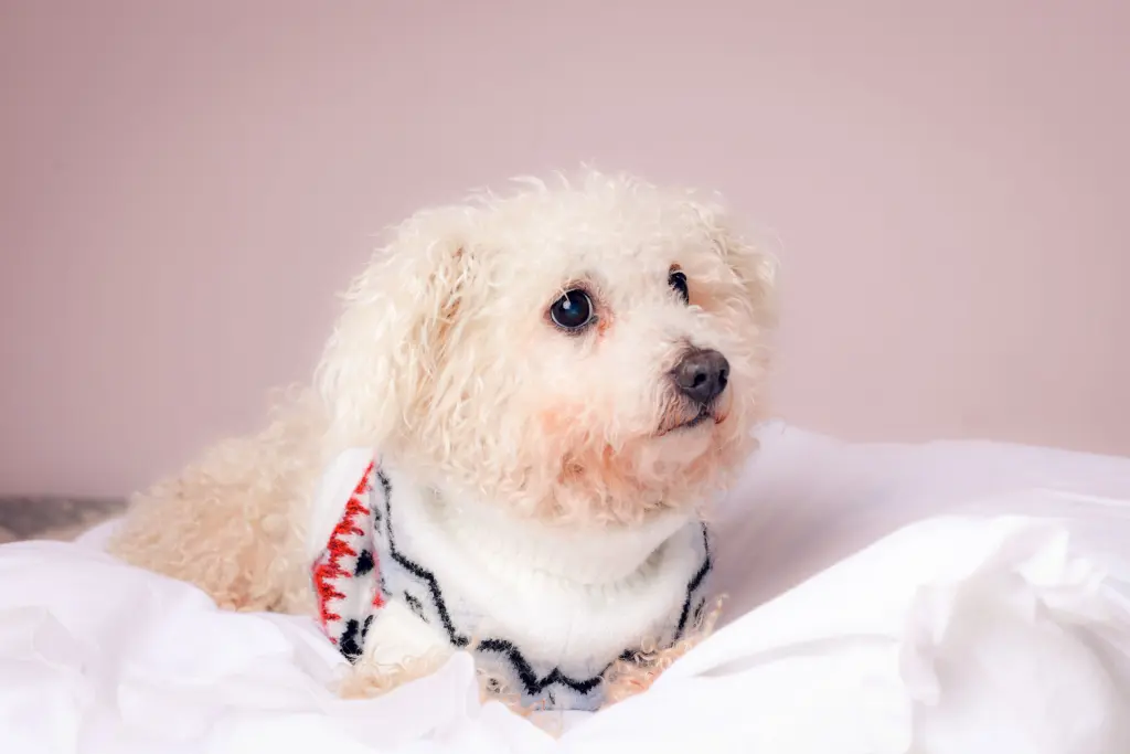 Andachtsbild von Aliya mit Snoopy  im Herzen 