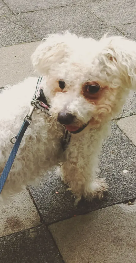 Andachtsbild von Aliya mit Snoopy  im Herzen 