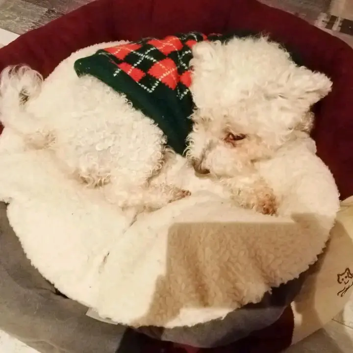 Andachtsbild von Aliya mit dem lieben Snoopy  im Herzen 