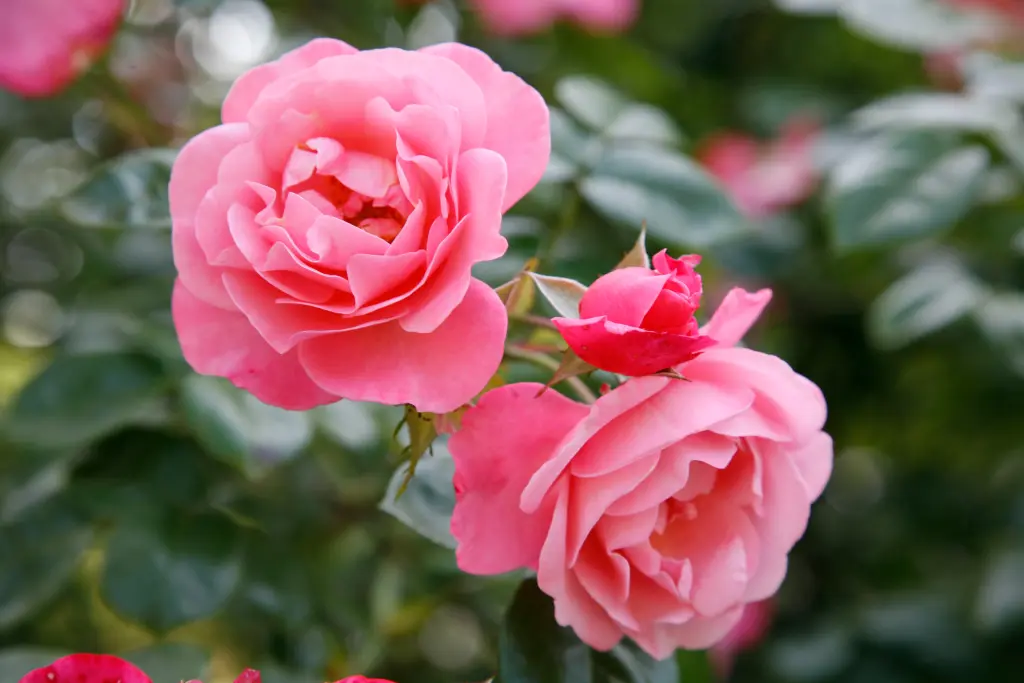 Andachtsbild von In liebevollem Gedenken♡ 