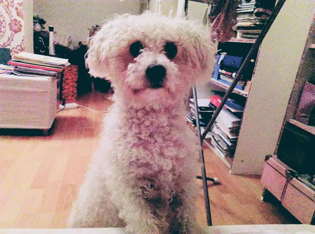 Andachtsbild von Aliya mit dem lieben Snupik im Herzen 