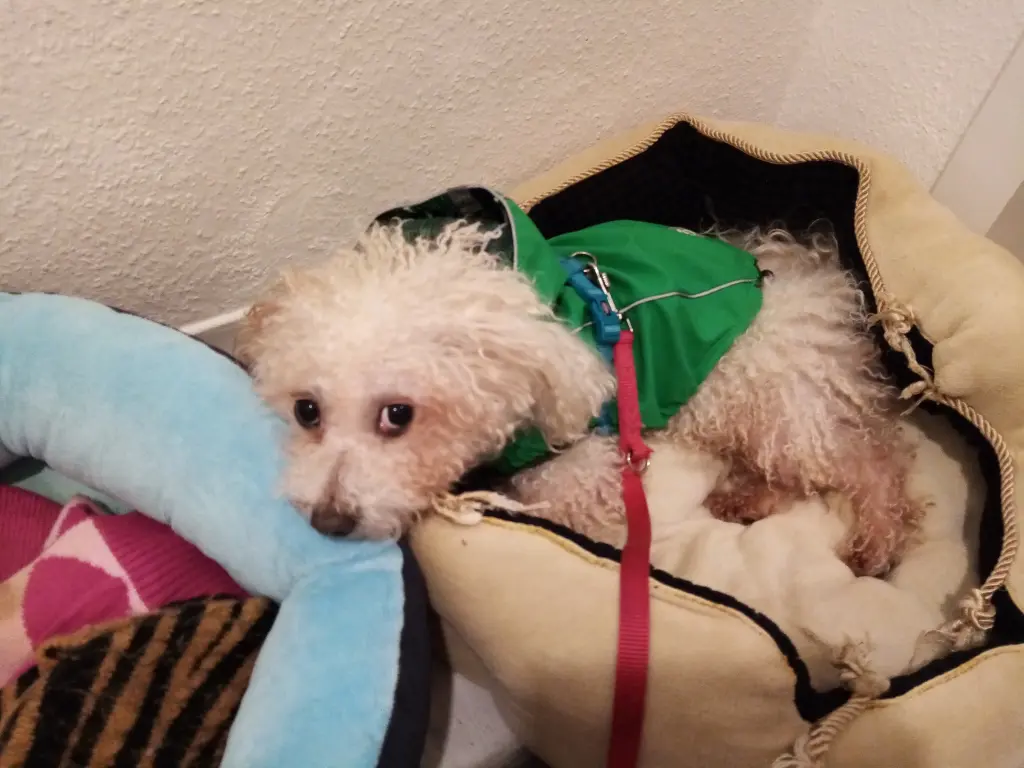 Andachtsbild von Snupik mit Aliya im Herzen ❤️