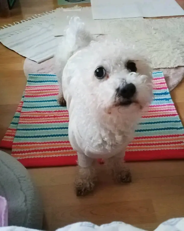 Andachtsbild von Snoopy mit Aliya im Herzen aus dem Regenbogenland ❤️
