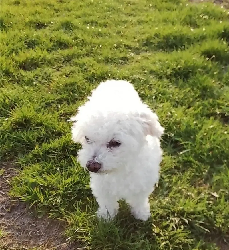 Andachtsbild von Snowy ♡