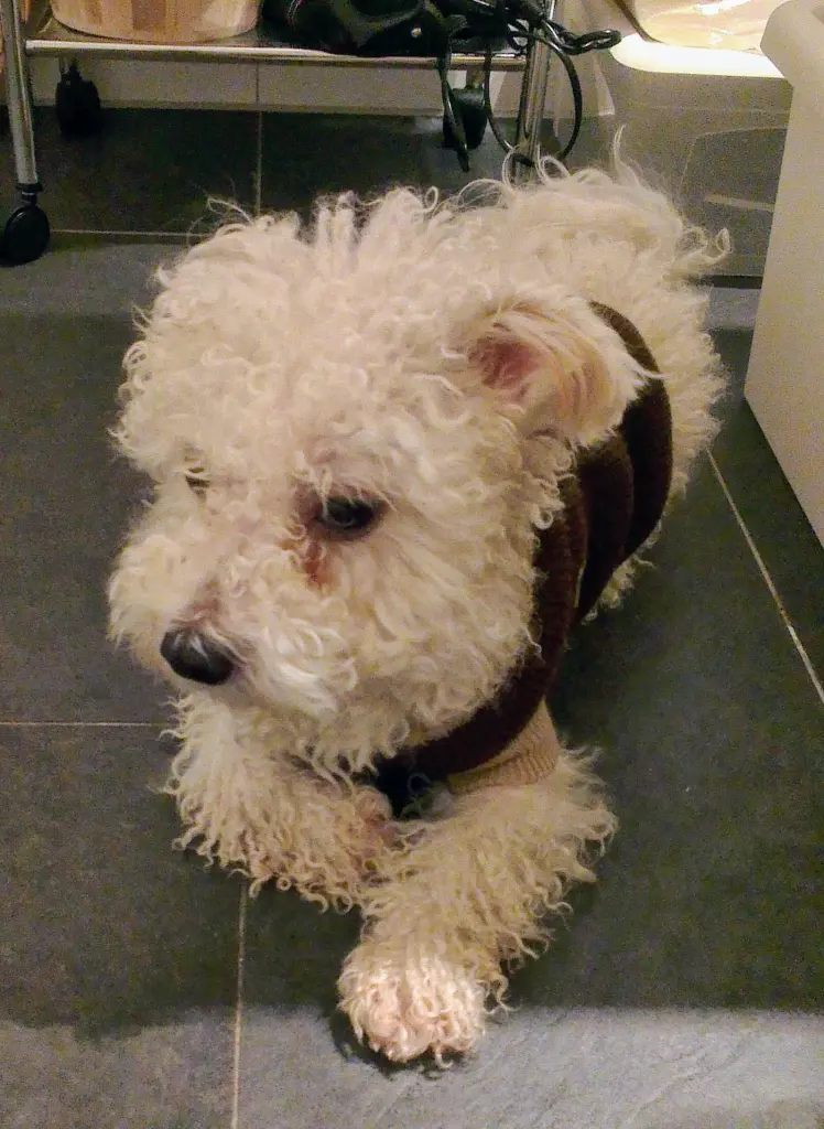 Andachtsbild von Snupik mit Aliya  im Herzen 