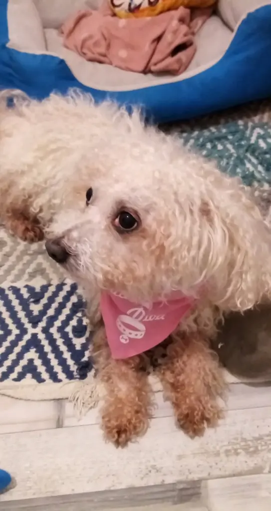 Andachtsbild von Dein treuer Snupik mit Aliya im Herzen ❤️