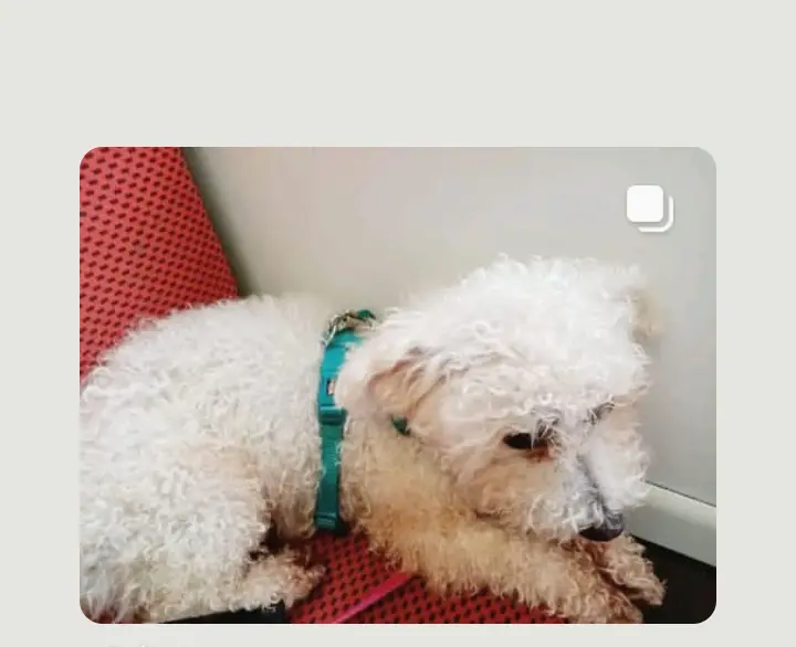 Andachtsbild von Dein treuer Freund Snupik mit Aliya ❤️