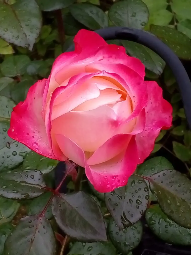 Andachtsbild von Aliya mit Snoopy im Herzen ❤️