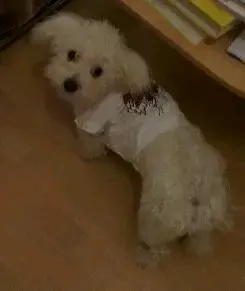 Andachtsbild von Dein treuer Freund Snupik ❤️