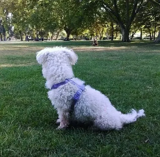 Andachtsbild von Euer Snupik ❤️ mit Aliya im Herzen ❤️