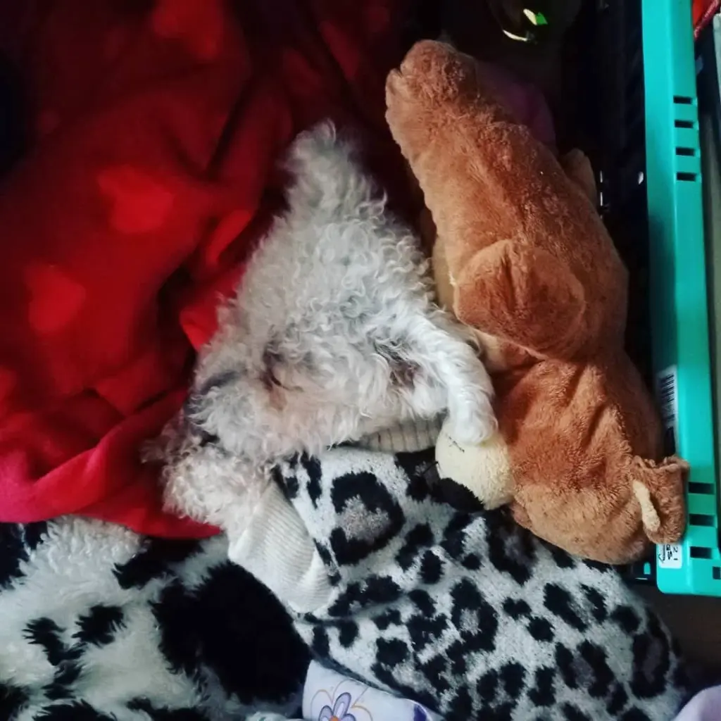 Andachtsbild von Euer Snupik mit Aliya im Herzen ❤️