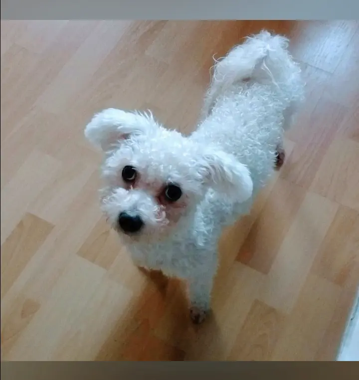 Andachtsbild von Aliya mit Snoopy im Herzen ❤️