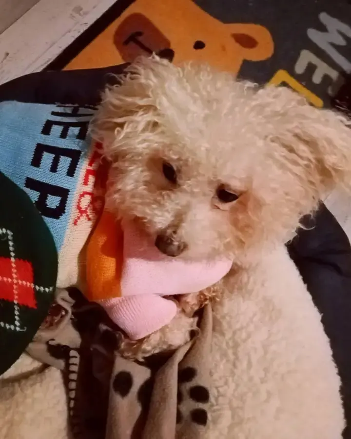 Andachtsbild von Euer Snupik mit Aliya im Herzen ❤️