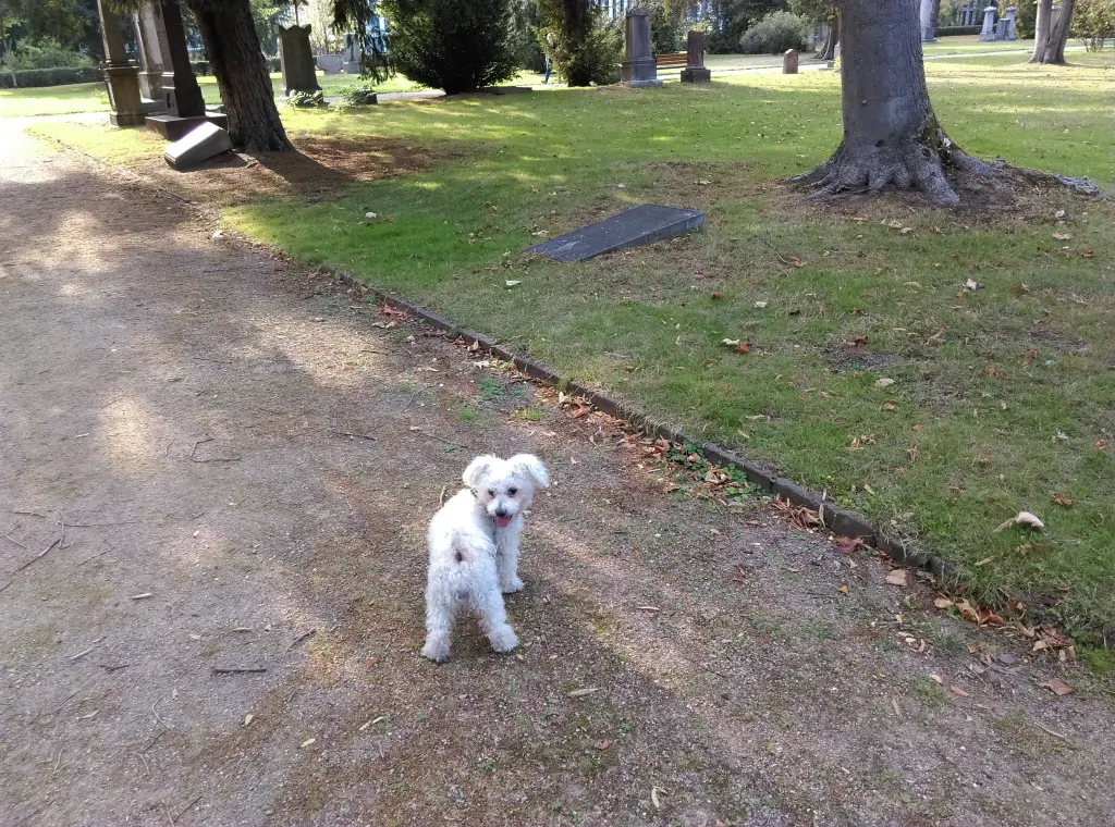 Andachtsbild von Euer treuer Freund Snupik mit Aliya im Herzen ❤️