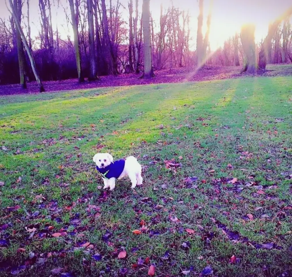 Andachtsbild von Euer treuer Freund Snupik mit Aliya im Herzen ❤️