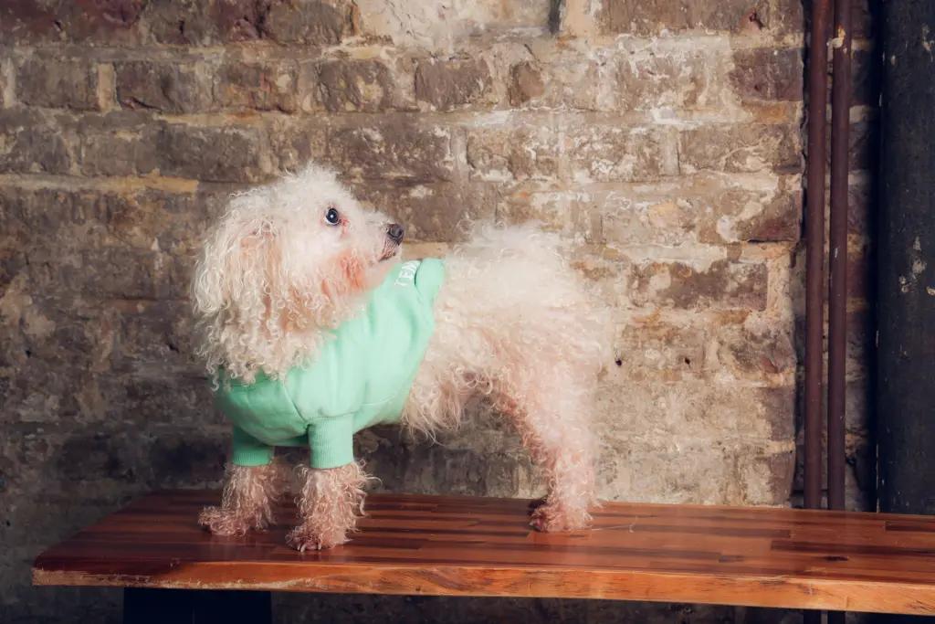 Andachtsbild von Euer treuer Freund Snupik mit Aliya im Herzen ❤️