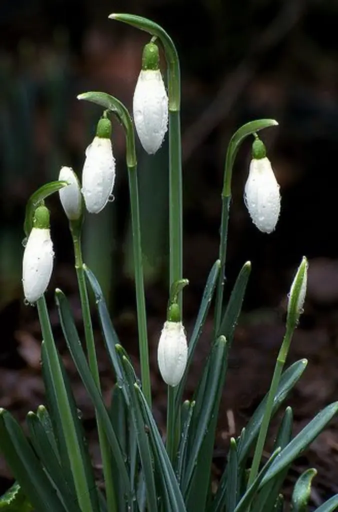 Andachtsbild von Dein treuer Freund Snupik ❤️ mit Aliya im Herzen ❤️