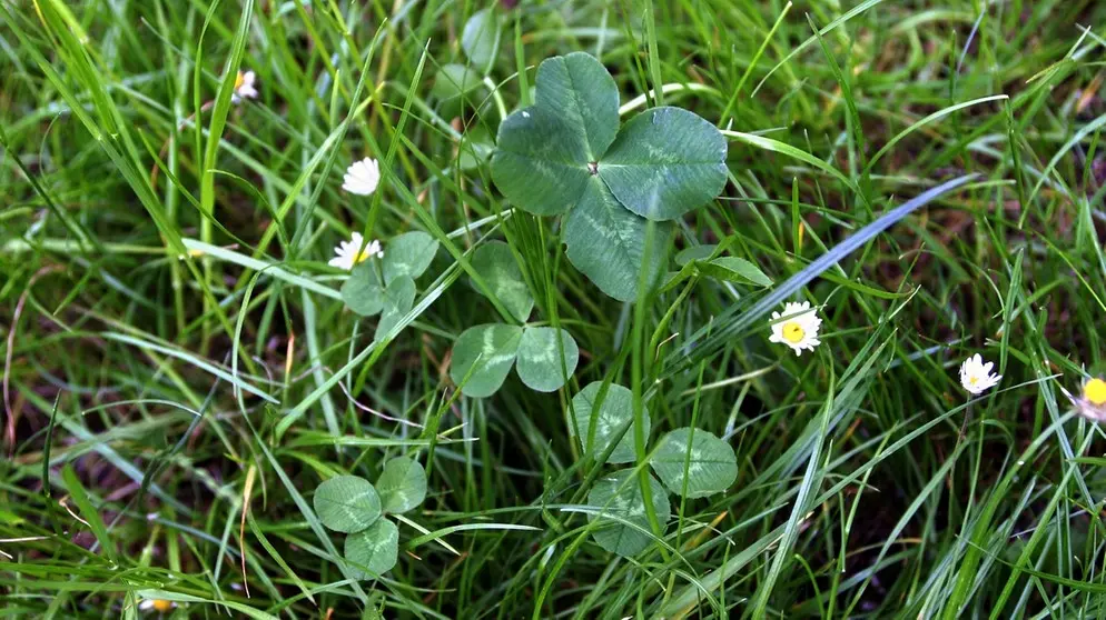 Andachtsbild von 🌹 Ein ♡ herzlicher ♡ Gedanken ♡ Gruß♡ 🌹