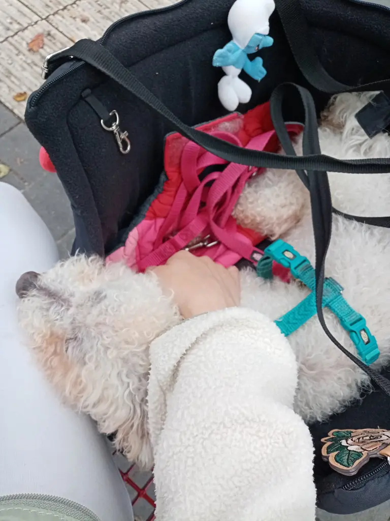 Condolence image of Euer treuer Freund Snupik mit Aliya im Herzen ❤️