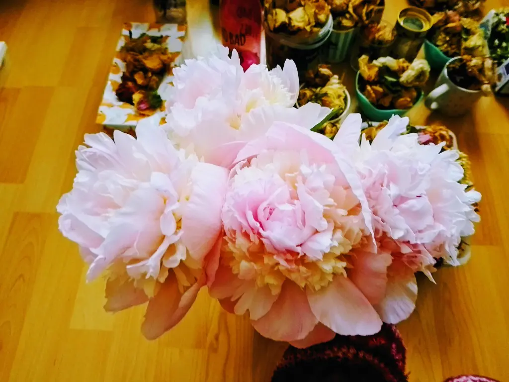Condolence image of Euer treuer Freund Snupik mit Aliya im Herzen ❤️