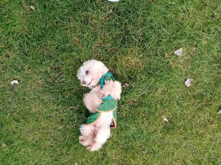 Andachtsbild von Euer treuer Freund Snupik mit Aliya im Herzen ❤️