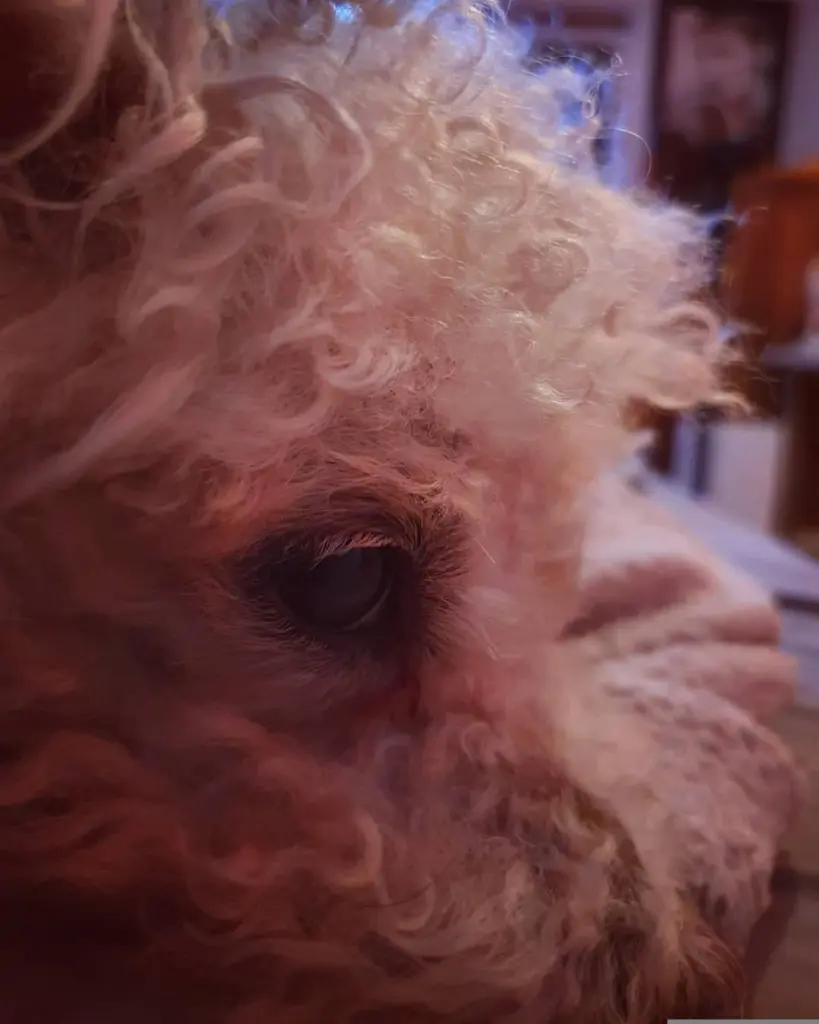 Andachtsbild von Euer treuer Freund Snupik mit Aliya im Herzen ❤️