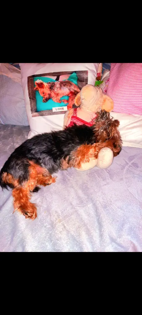 Bild von Pink