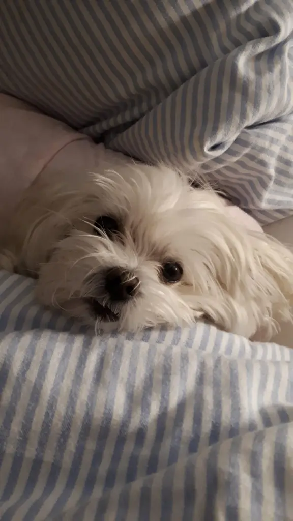 Andachtsbild von Claudia