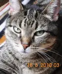 Image from Kitty