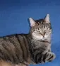 Image from Kitty