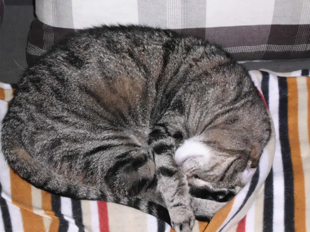 Image from Kitty