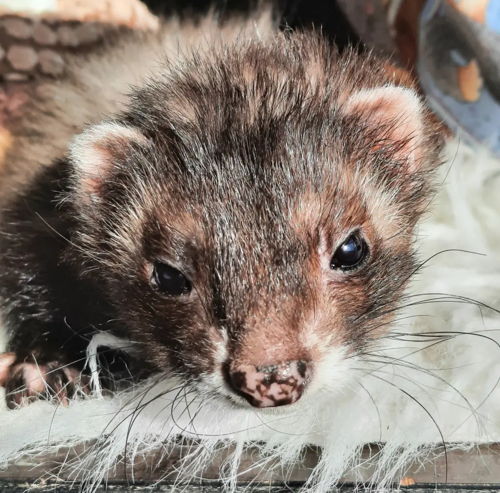 Andachtsbild von Unbekannt