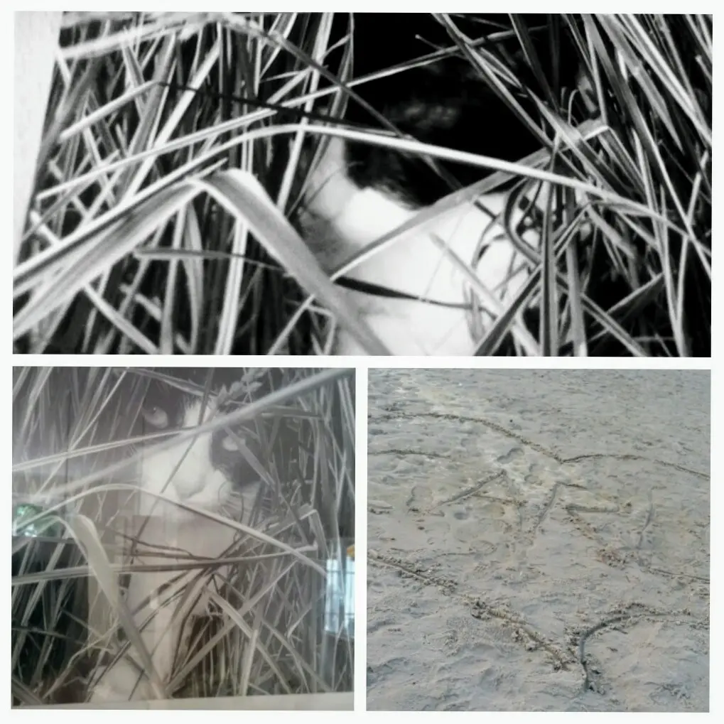 Condolence image of Monika mit Carlo im Herzen 