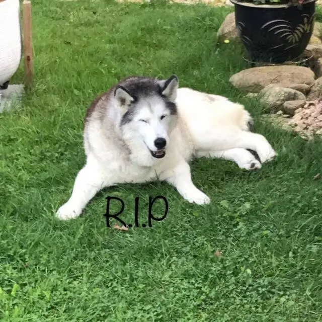 Condolence image of Thorsten Jahns