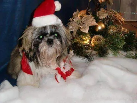 Condolence image of Evy