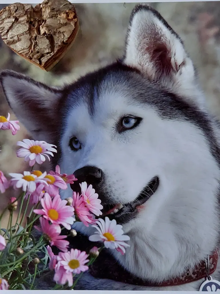 Condolence image of Karin  Truffel 