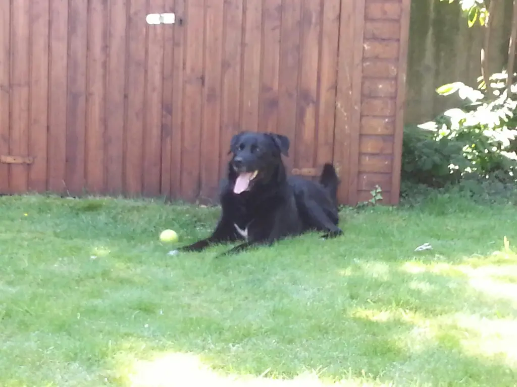 Condolence image of Andrea mit Apollo im Herzen