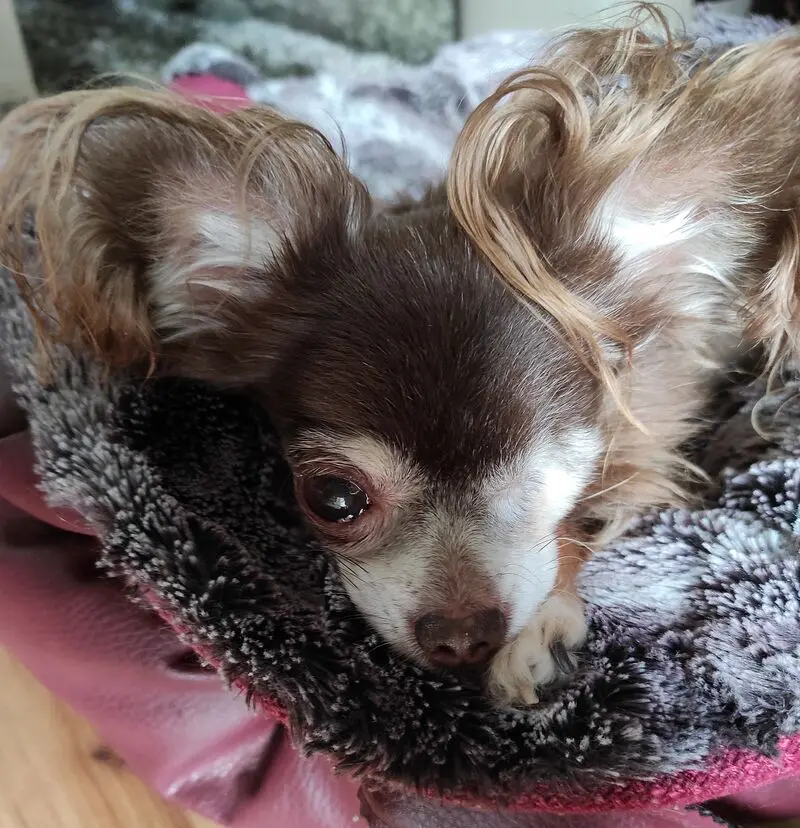 Andachtsbild von Deiner Mama