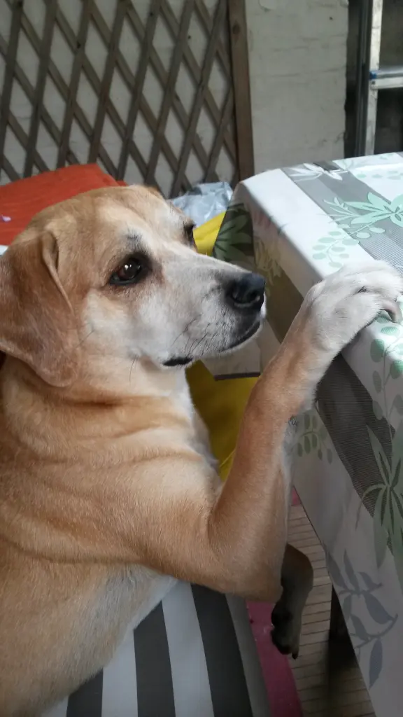 Condolence image of Petra aus Köln