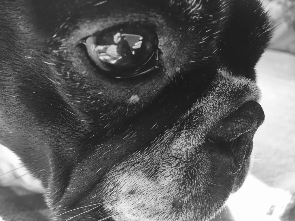 Andachtsbild von Janine