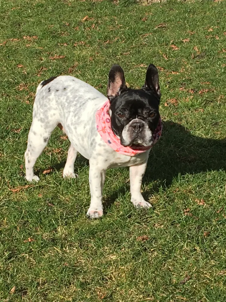 Andachtsbild von Dein Frauchen