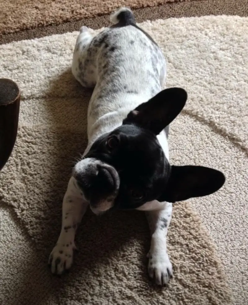 Andachtsbild von Dein Frauchen