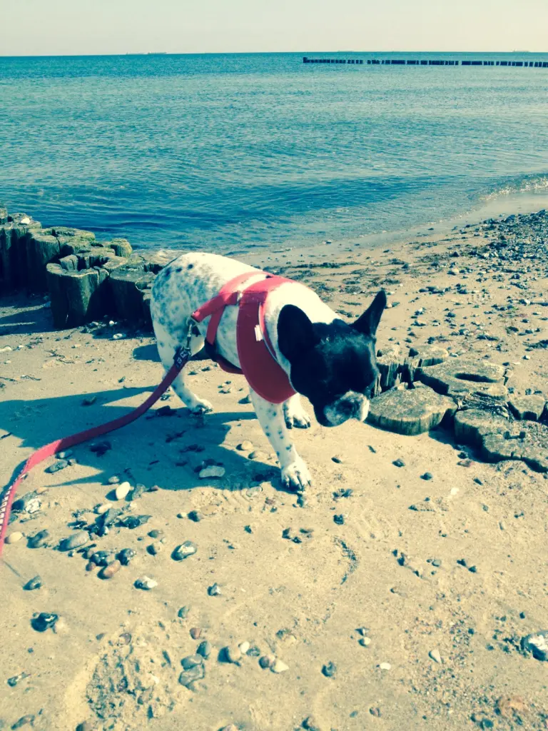 Andachtsbild von Janine