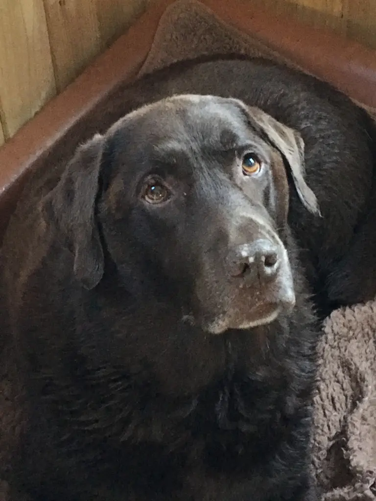Condolence image of Dagmar