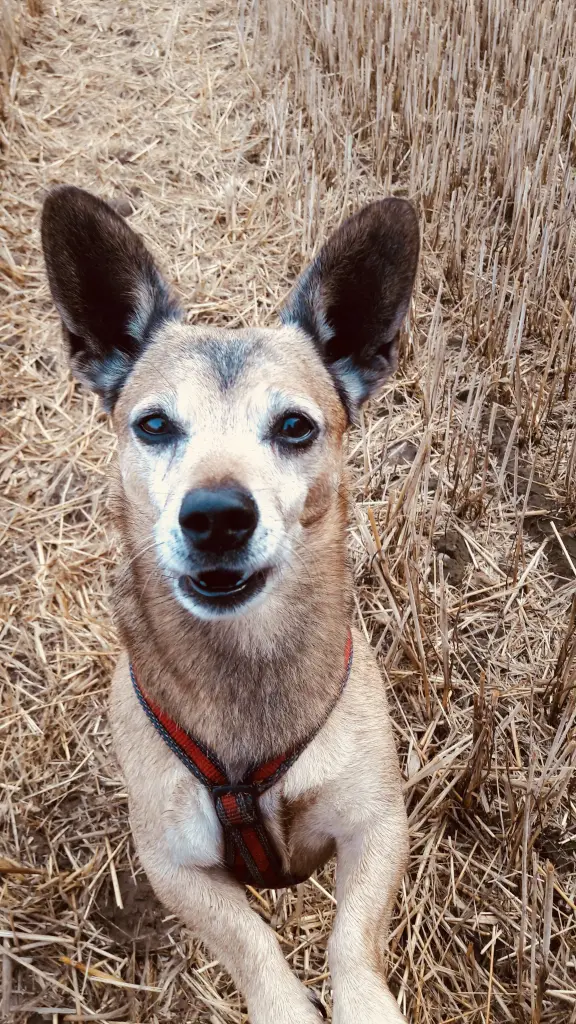 Andachtsbild von Unbekannt