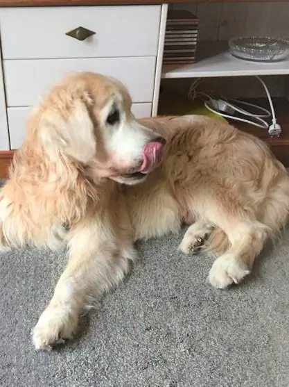 Condolence image of Diana