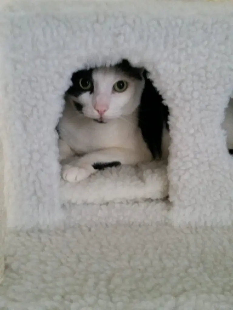 Andachtsbild von Silvia