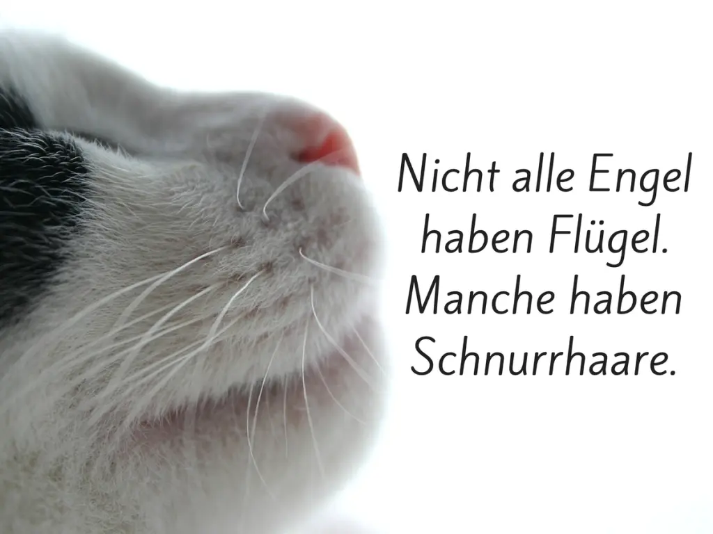 Condolence image of Chris