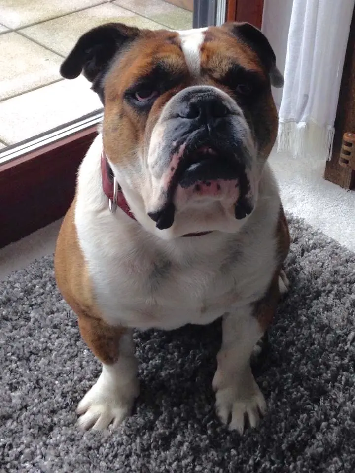 Condolence image of Frauchen